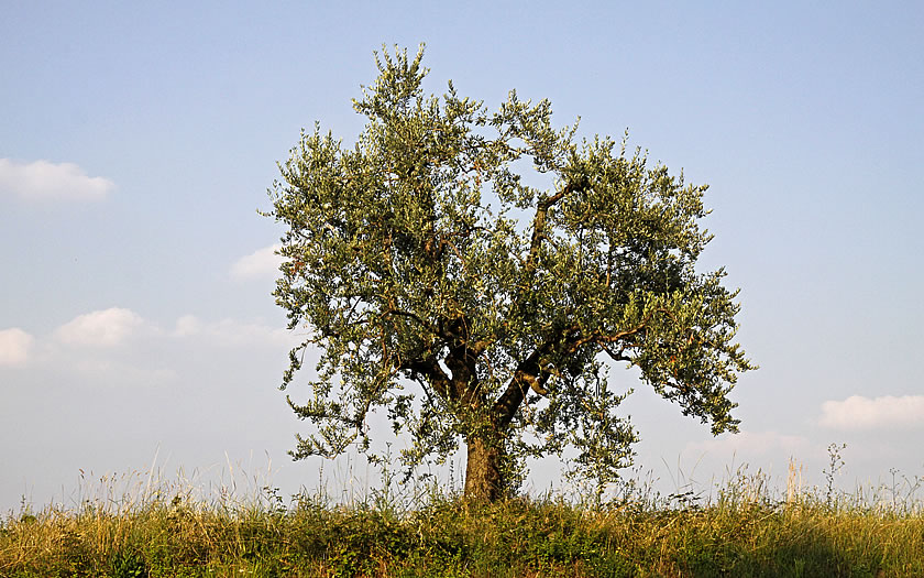 Olive tree on Lake Garda